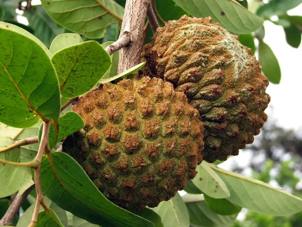 Frutas do Cerrado que você precisa conhecer e experimentar Dia Online