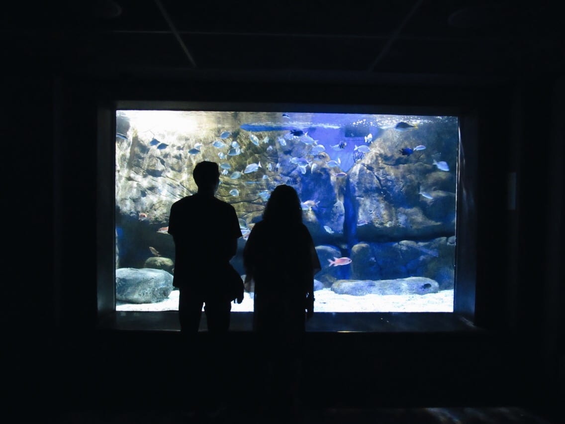 Visitantes observam tanque com peixes. Iluminação destaca os ambientes em que ficam 8 mil animais expostos