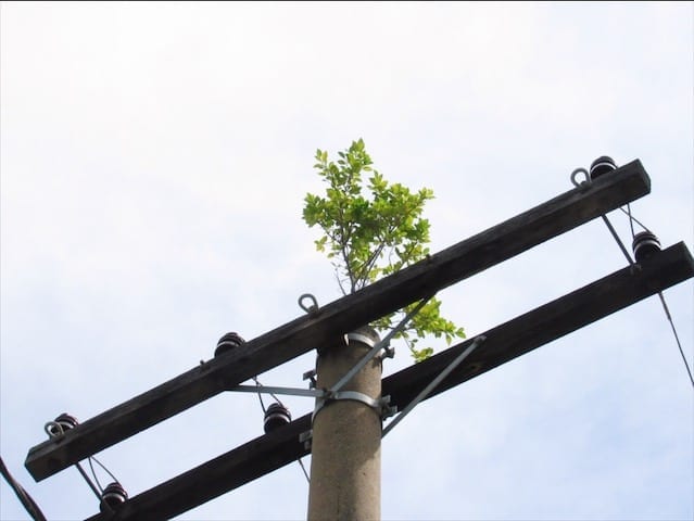 Árvore nasce em cima de poste em Goiânia