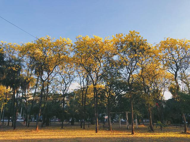 Ipês-amarelos da Praça Tamandaré, no Setor Oeste, em Goiânia