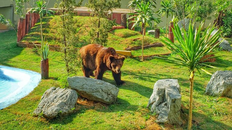 Urso Robinho fica no Zoológico de Goiânia, confirma nova decisão