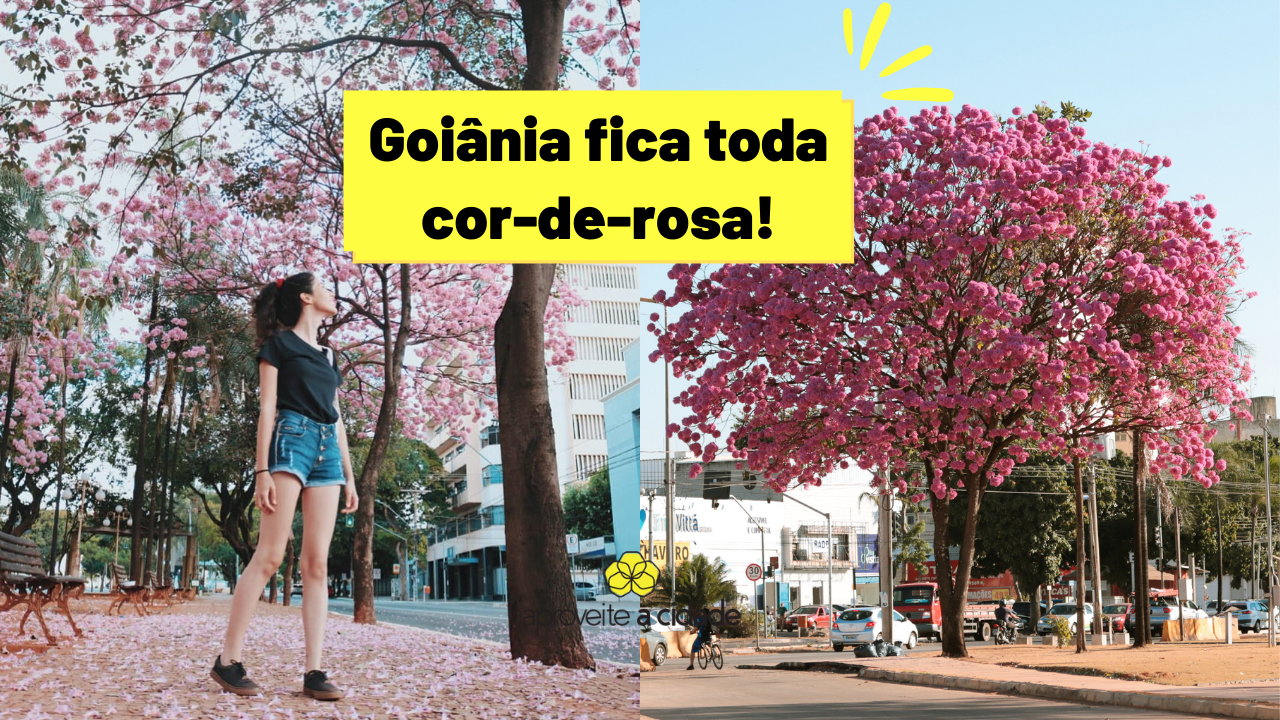 6 lugares com ipês rosa em Goiânia que você tem que conferir