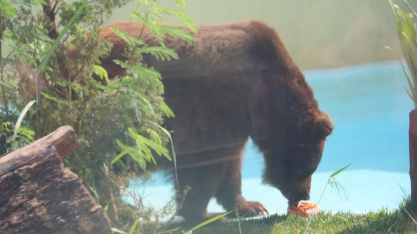 Animais do zoológico de Goiânia ganham picolés para se refrescarem