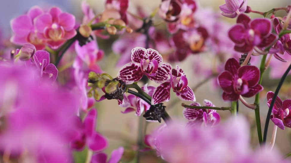 Exposição em Aparecida reúne mais de espécimes de orquídeas