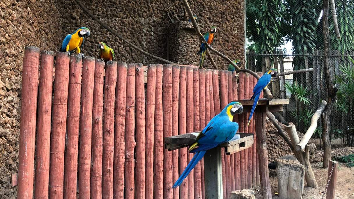 Parque Zoológico de Goiânia ganha Recinto de Imersão