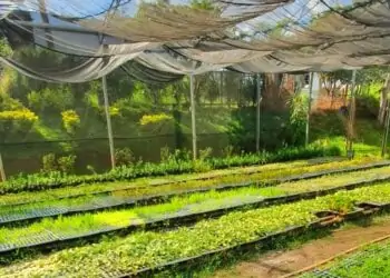Projeto Flores, da Comurg, planta 116 mil mudas ornamentais em Goiânia