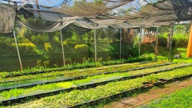 Projeto Flores, da Comurg, planta 116 mil mudas ornamentais em Goiânia