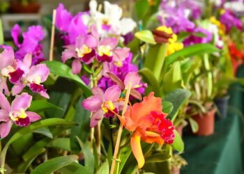 Aparecida realiza exposição de orquídeas e rosas do deserto