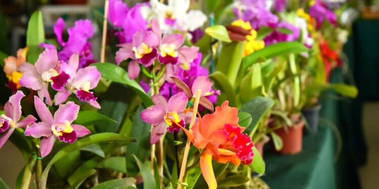 Aparecida realiza exposição de orquídeas e rosas do deserto