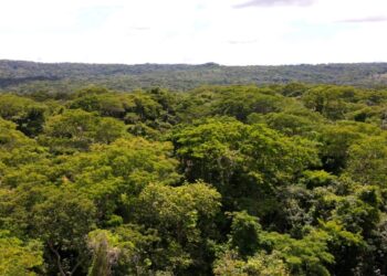 Parques Altamiro e João Leite recebem 1,6 milhão de mudas nativas