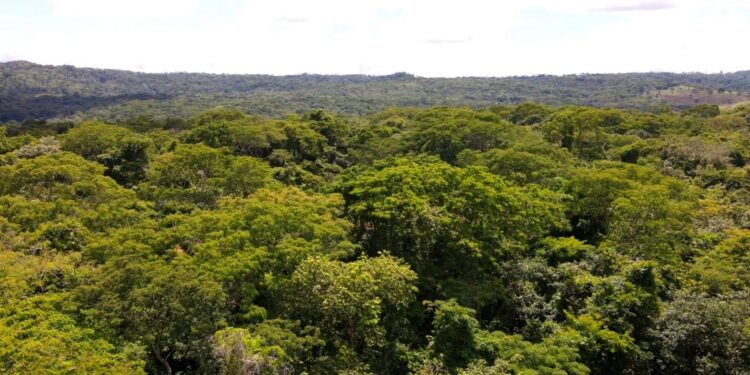 Parques Altamiro e João Leite recebem 1,6 milhão de mudas nativas