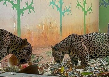 Animais do Zoológico de Goiânia recebem alimentação especial para suportar calor
