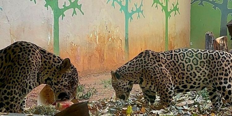 Animais do Zoológico de Goiânia recebem alimentação especial para suportar calor