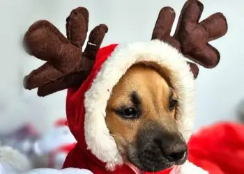 Goiânia: Ensaio fotográfico natalino promove adoção responsável de animais