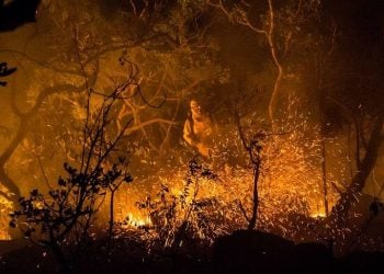 Fapeg investe R$ 1 milhão na prevenção de incêndios no Cerrado de Goiás