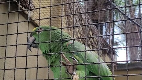 Enquete on-line irá definir nomes dos novos moradores do Zoológico de Goiânia