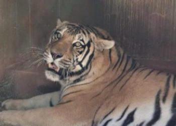 Zoológico de Goiânia investe em atividades de enriquecimento alimentar e bem-estar animal