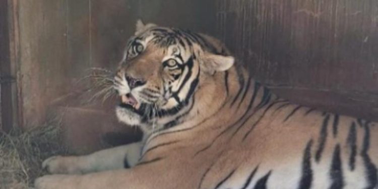 Zoológico de Goiânia investe em atividades de enriquecimento alimentar e bem-estar animal