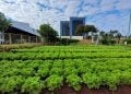 Prefeitura de Goiânia realiza a colheita de 2 toneladas de alimentos em horta do Paço Municipal