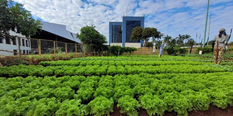 Prefeitura de Goiânia realiza a colheita de 2 toneladas de alimentos em horta do Paço Municipal