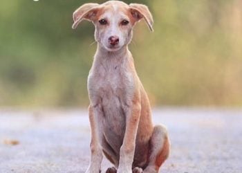 Campanha em Goiás orienta o combate ao abandono de animais durante as férias de julho