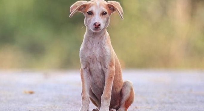 Campanha em Goiás orienta o combate ao abandono de animais durante as férias de julho