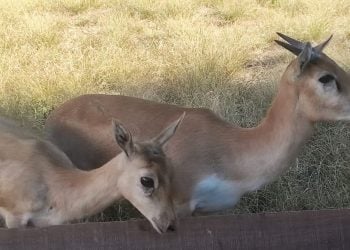 Zoológico de Goiânia ganha 3 novos moradores