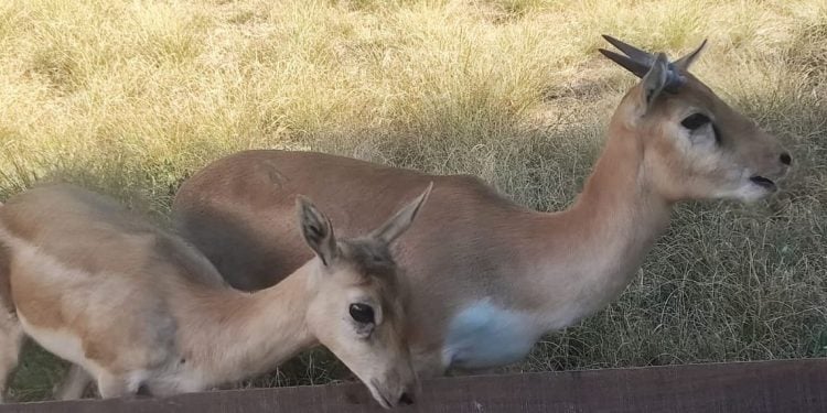 Zoológico de Goiânia ganha 3 novos moradores