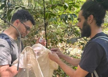 Parceria entre Amma e UFG realiza inventário de abelhas silvestres nos parques de Goiânia