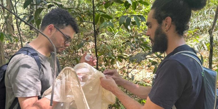 Parceria entre Amma e UFG realiza inventário de abelhas silvestres nos parques de Goiânia