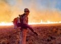Aplicativo permite população a informar focos de incêndio em Goiânia