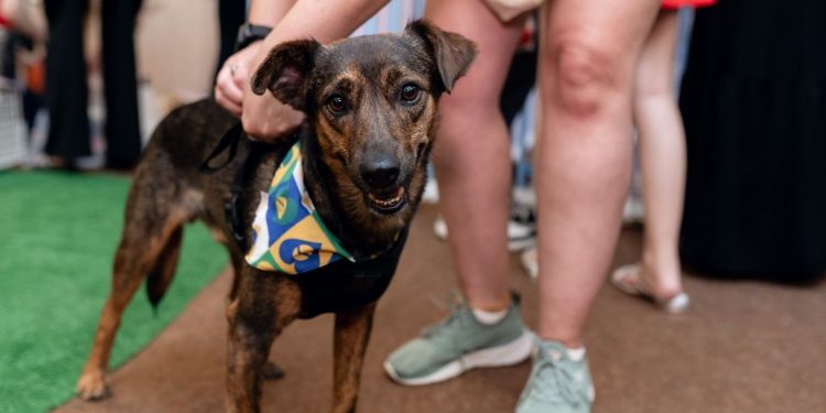 Shopping promove 11ª edição do Adota Pet com 20 cães