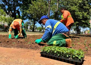 Comurg lança Projeto Florescer Goiânia com mais de 80 mil mudas ornamentais