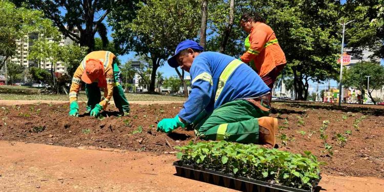 Comurg lança Projeto Florescer Goiânia com mais de 80 mil mudas ornamentais
