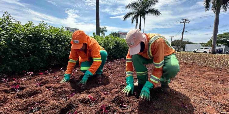 Comurg prevê plantio de 76,8 mil mudas em canteiros de praças e vias de Goiânia até fim de dezembro