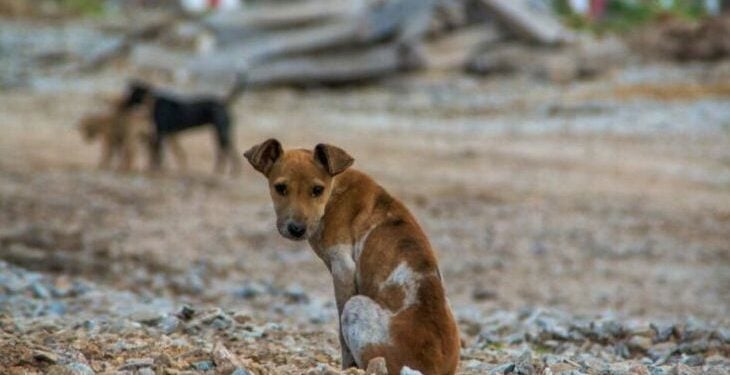 Dezembro Verde 2025: A importância do combate ao abandono de animais