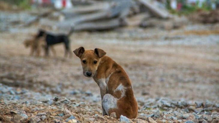 cachorro triste 768x512 fotor 20251208193740