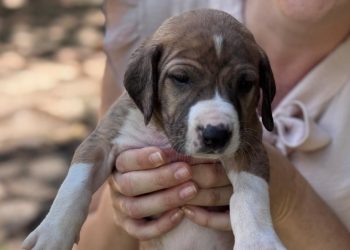 Programa de Castração Gratuita em Goiânia tem 1,5 mil vagas para cães e gatos