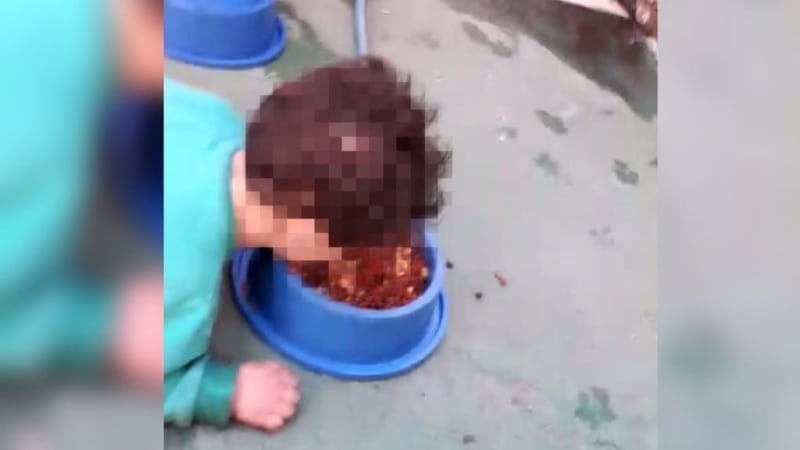 Mãe de criança filmada comendo ração é indiciada por maus tratos