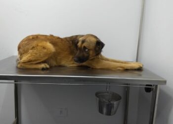 Cachorro que teve rabo cortado porque soltava pelo é resgatado, mas idoso ficou com outros três em casa