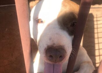 Ferida e com cicatrizes, cadela é resgatada em Jataí
