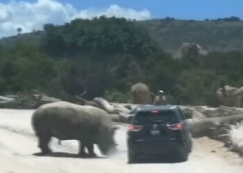 Rinoceronte em fúria ataca carro de família em safari