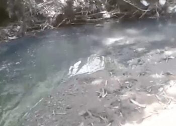 Saneago é flagrada jogando esgoto em nascente de córrego em Goiânia; veja vídeo