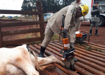 Bombeiros resgatam vaca que ficou presa em mata-burro no interior de Goiás; veja vídeo
