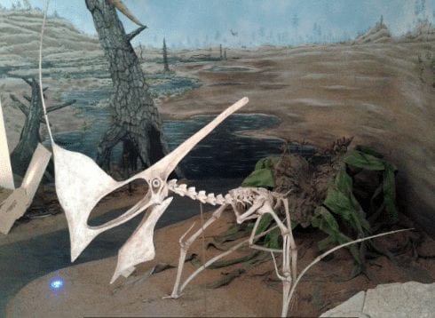 De fósseis de dinossauros a múmias, veja quais foram as principais perdas do Museu Nacional no incêndio