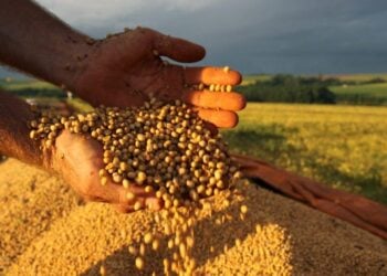 Pressionada por Trump, UE troca fornecedores de soja e prejudica Brasil
