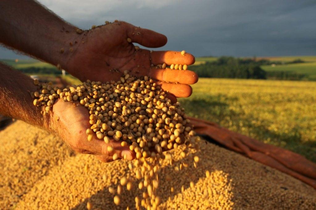 Pressionada por Trump, UE troca fornecedores de soja e prejudica Brasil