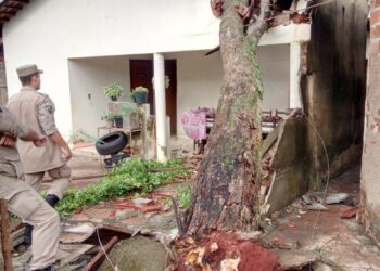 Árvore cai e destrói casa em Inhumas; em Goiânia, chuva derruba 56