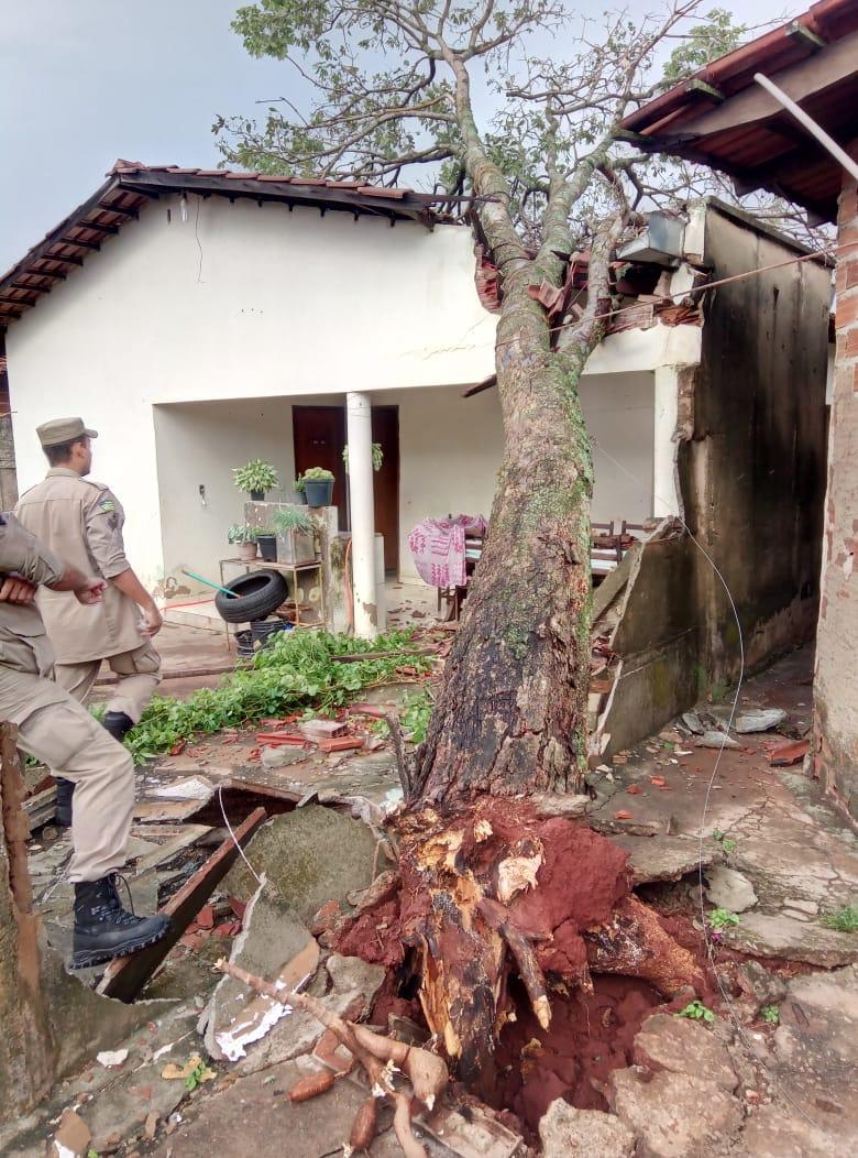 Árvore cai e destrói casa em Inhumas; em Goiânia, chuva derruba 56