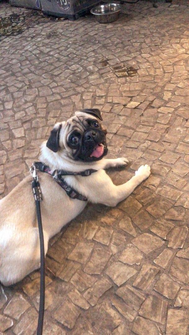 Cachorro que foi roubado em Goiânia é devolvido